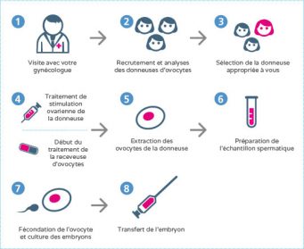 don ovocytes